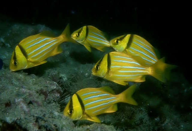 Anisotremus taeniatus